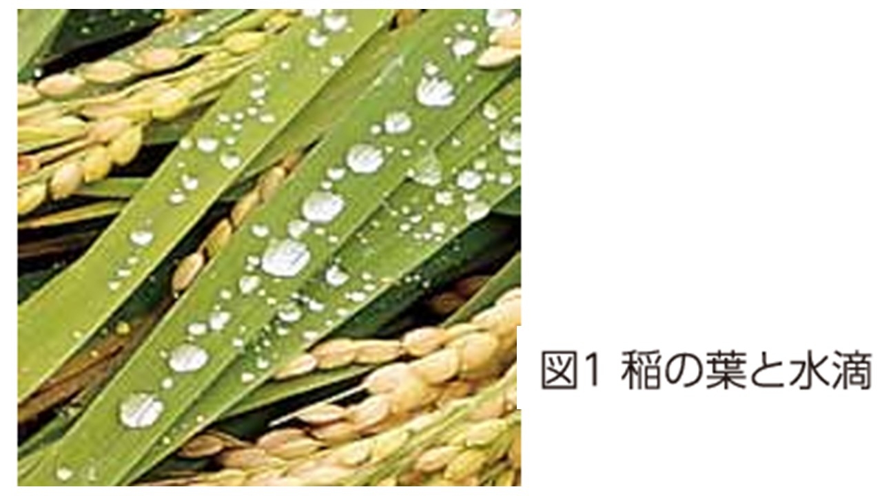 稲の葉と水滴.jpg