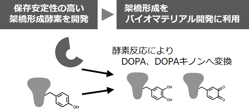 oono_biomaterial1.jpg
