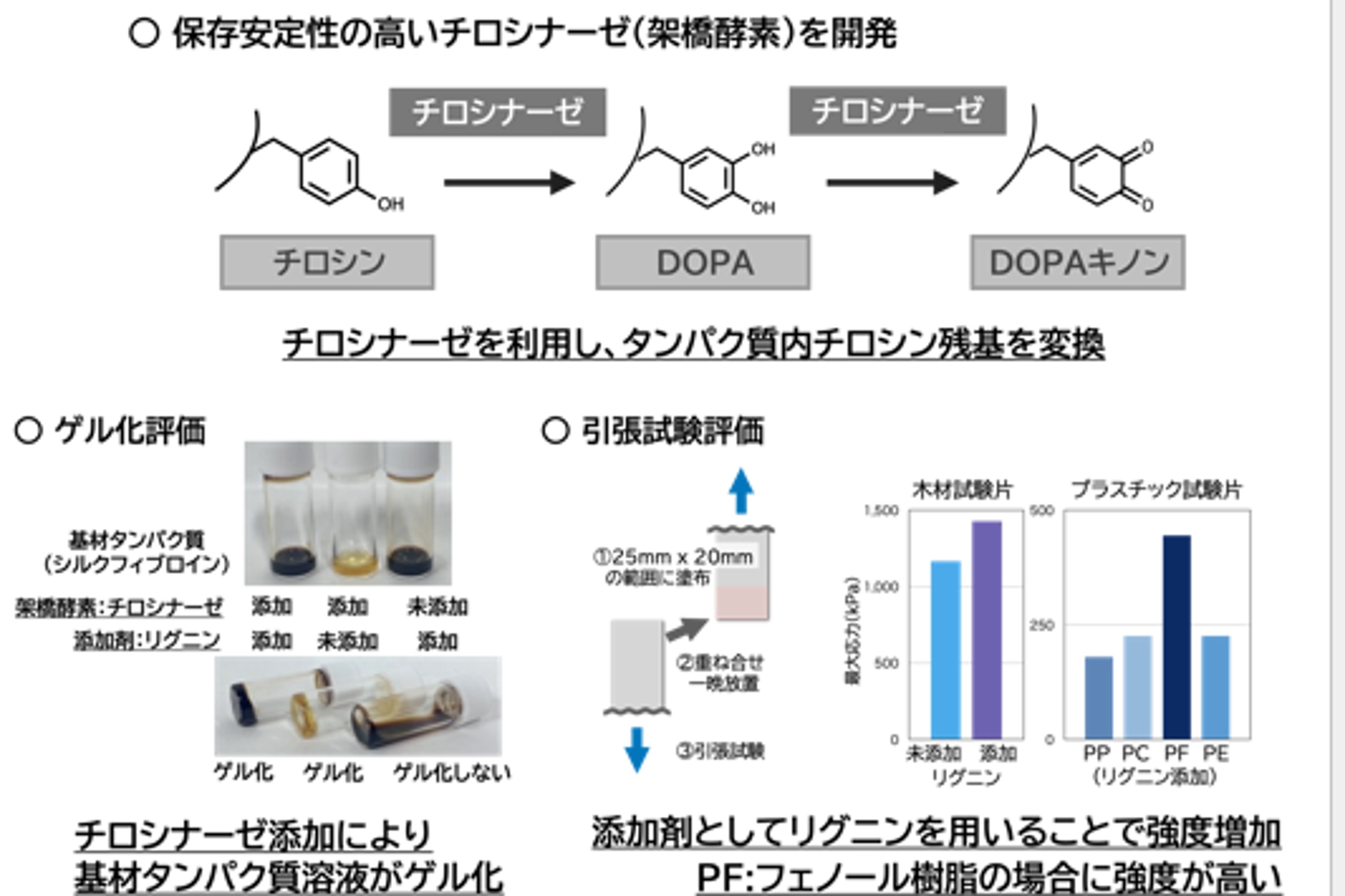 oono_biomaterial2.jpg