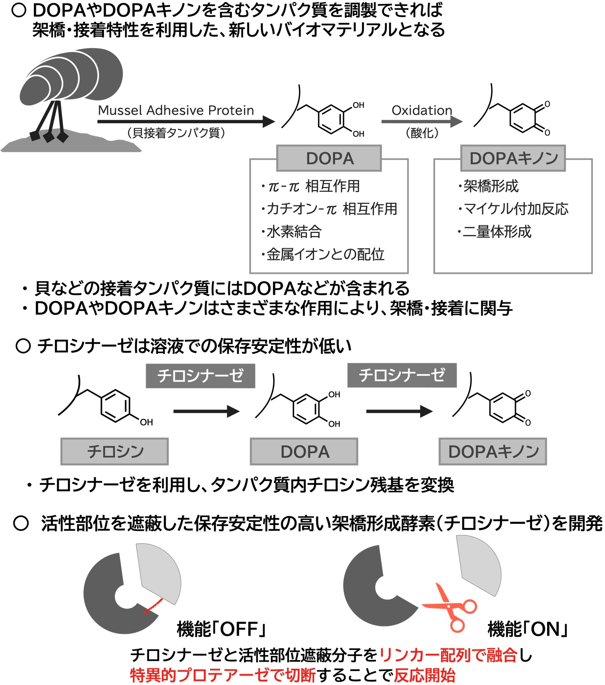 oono_tyrosinase1.jpg