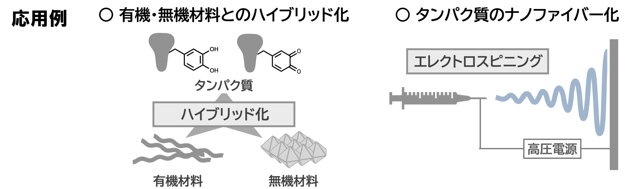 oono_tyrosinase3.jpg